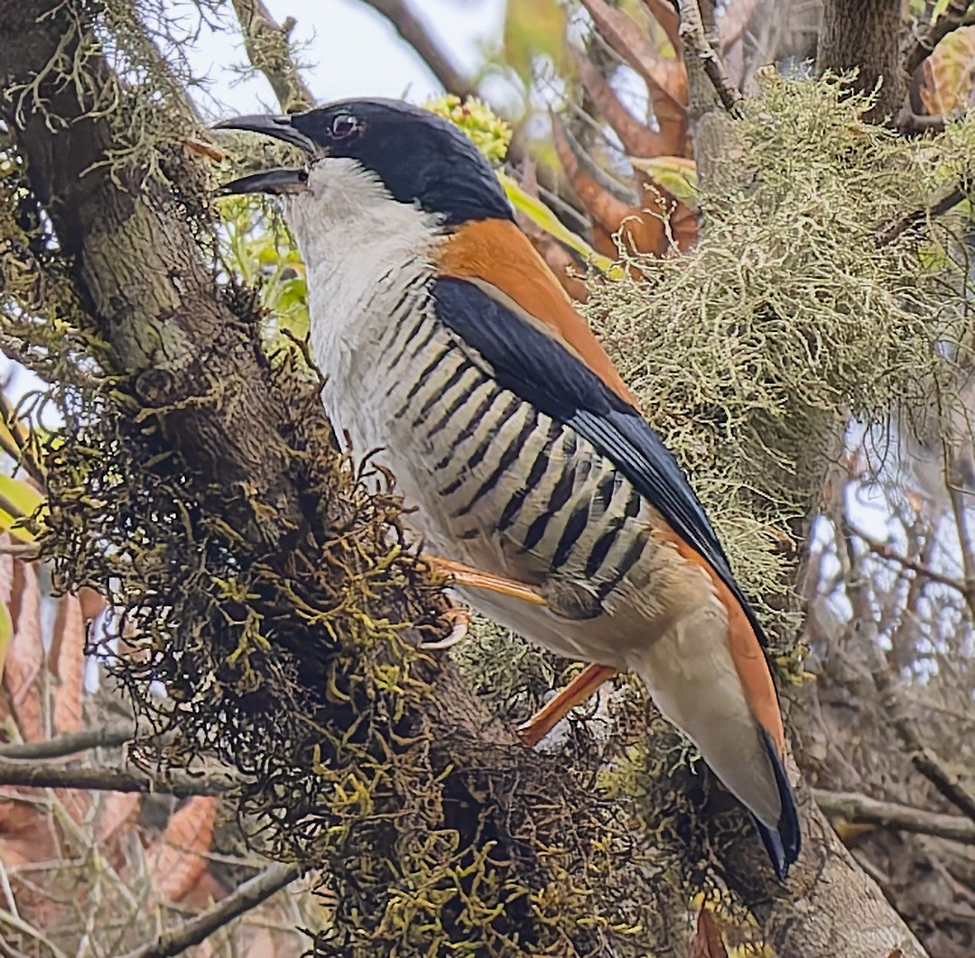 image Himalayan Cutia